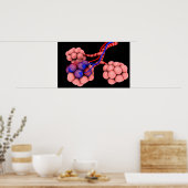 Begripelijk Afbeelding van Alveoli 2 Poster (Keuken)