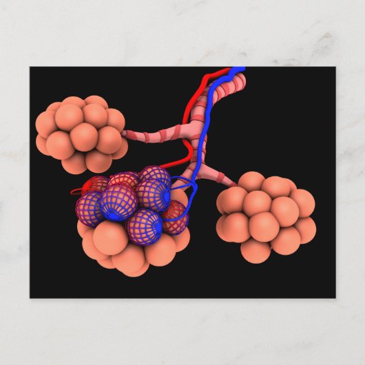 Begripelijk Afbeelding van Alveoli 3 Briefkaart (Voorkant)