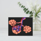 Begripelijk Afbeelding van Alveoli 3 Briefkaart (Staand voorkant)