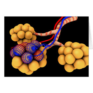Begripelijk Afbeelding van Alveoli 4