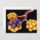 Begripelijk Afbeelding van Alveoli 4 Briefkaart (Voorkant / Achterkant)