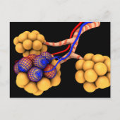 Begripelijk Afbeelding van Alveoli 4 Briefkaart (Voorkant)