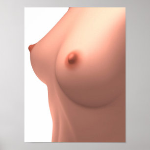 Begripelijk Afbeelding van de borstkas van de Vrou Poster