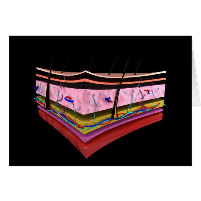 Begripelijk Afbeelding van de lagen van de menseli (Voorkant Horizontaal)