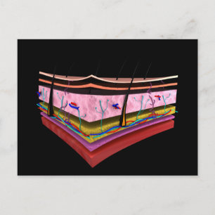 Begripelijk Afbeelding van de lagen van de menseli Briefkaart