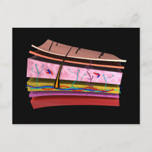 Begripelijk Afbeelding van de lagen van de menseli Briefkaart