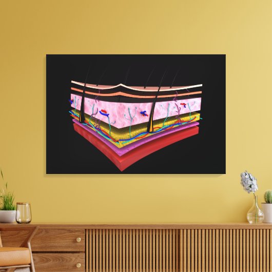 Begripelijk Afbeelding van de lagen van de menseli Canvas Afdruk (Insitu (Woonkamer))