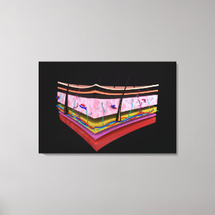 Begripelijk Afbeelding van de lagen van de menseli Canvas Afdruk