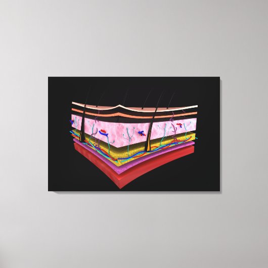 Begripelijk Afbeelding van de lagen van de menseli Canvas Afdruk (Voorkant)