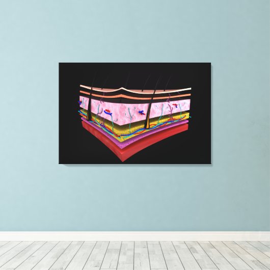 Begripelijk Afbeelding van de lagen van de menseli Canvas Afdruk (Insitu (Houten vloer))