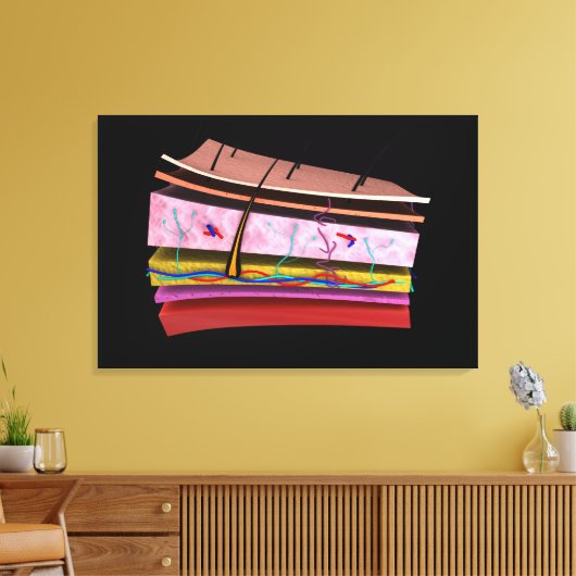 Begripelijk Afbeelding van de lagen van de menseli Canvas Afdruk (Insitu (Woonkamer))