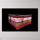 Begripelijk Afbeelding van de lagen van de menseli Poster (Voorkant)