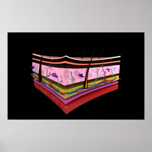 Begripelijk Afbeelding van de lagen van de menseli Poster (Voorkant)