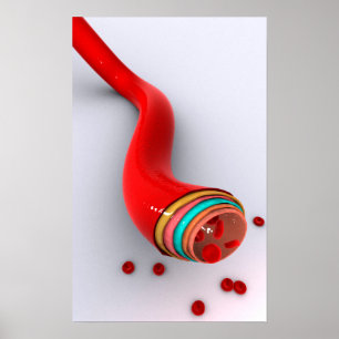 Begripelijk Afbeelding van een bloedvat Poster