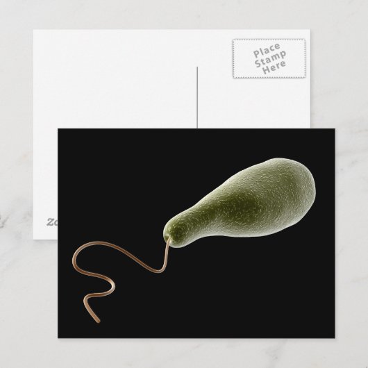 Begripelijk Afbeelding van Euglena 2 Briefkaart (Voorkant / Achterkant)