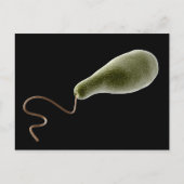Begripelijk Afbeelding van Euglena 2 Briefkaart (Voorkant)