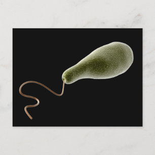 Begripelijk Afbeelding van Euglena 2 Briefkaart