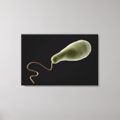 Begripelijk Afbeelding van Euglena 2 Canvas Afdruk (Voorkant)