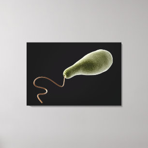 Begripelijk Afbeelding van Euglena 2 Canvas Afdruk