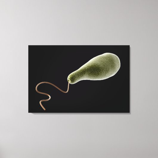 Begripelijk Afbeelding van Euglena 2 Canvas Afdruk (Voorkant)