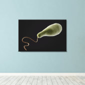 Begripelijk Afbeelding van Euglena 2 Canvas Afdruk (Insitu (Houten vloer))