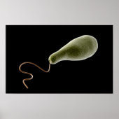 Begripelijk Afbeelding van Euglena 2 Poster (Voorkant)