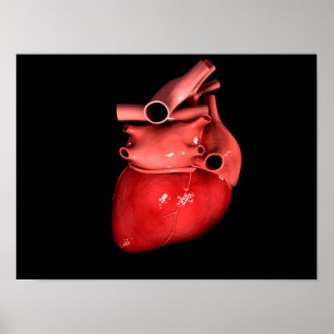 Begripelijk Afbeelding van het menselijk hart 3 Poster
