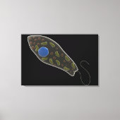 Begripelijk Afbeelding van uglena 1 Canvas Afdruk (Voorkant)