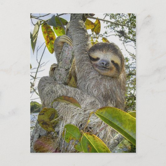 Behagen in het stille geboomte briefkaart (Voorkant)