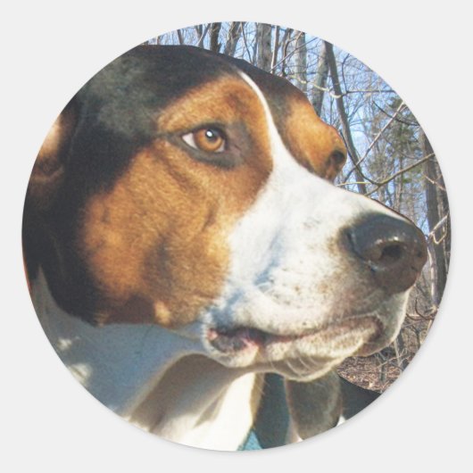 Behandeling van walker Coonhound in Bossen Ronde Sticker (Voorkant)
