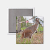 behang magneet (Voorkant / Achterkant)