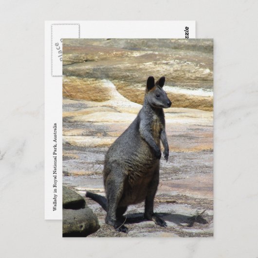 behangselstenen briefkaart (Voorkant / Achterkant)