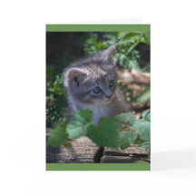 Beheerlijke Kitten Birthday Card
