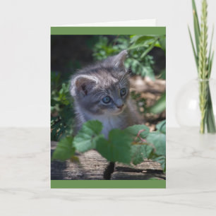 Beheerlijke Kitten Birthday Card Kaart