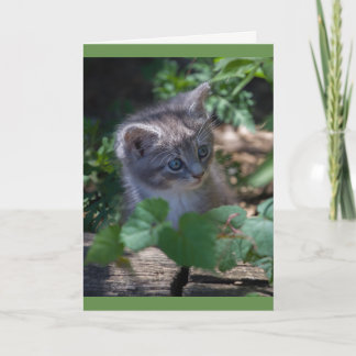 Beheerlijke Kitten Birthday Card Kaart