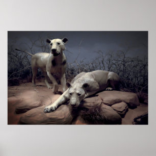 BEHEERSLEIDINGEN VAN TSAVO POSTER