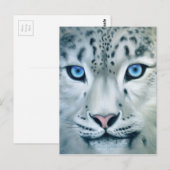 Behind Blue Eyes - Snow Leopard Briefkaart (Voorkant / Achterkant)