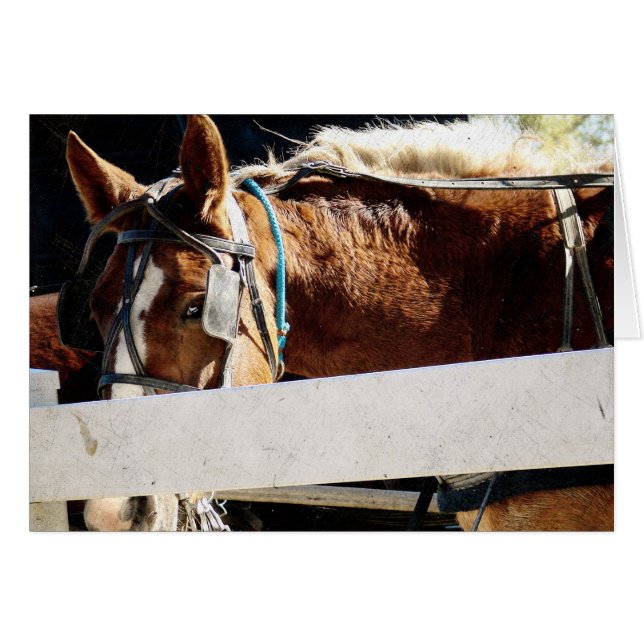 Behind the Fence Amish Horse (Voorkant Horizontaal)