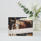 Behind the Fence Amish Horse Briefkaart (Staand voorkant)