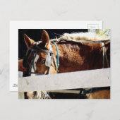 Behind the Fence Amish Horse Briefkaart (Voorkant / Achterkant)