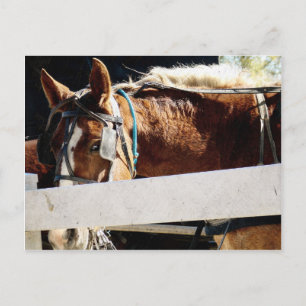 Behind the Fence Amish Horse Briefkaart