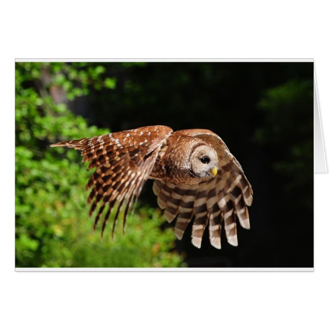 Behold, de magnfictieve Owl (Voorkant Horizontaal)