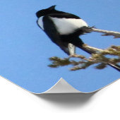 BEIAM Bald Eagle Ignores a Magpie Poster (Hoek)