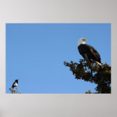 BEIAM Bald Eagle Ignores a Magpie Poster (Voorkant)