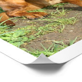 Beierse berghond zit in gras poster (Hoek)