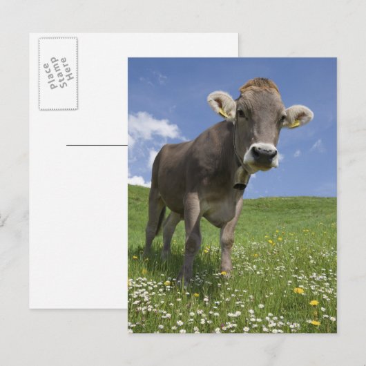 beierse koe briefkaart (Voorkant / Achterkant)