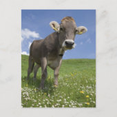 beierse koe briefkaart (Voorkant)