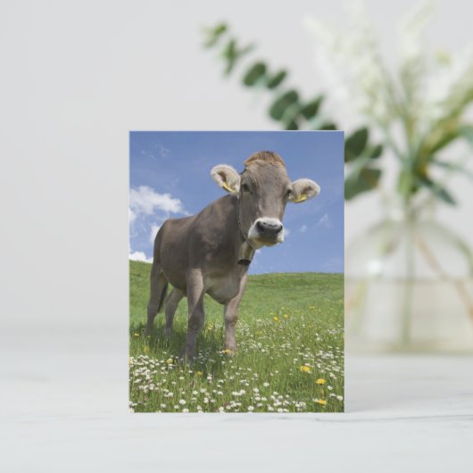 beierse koe briefkaart (Staand voorkant)