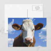 Beierse koe tegen blauwe lucht briefkaart (Voorkant / Achterkant)