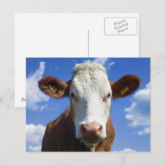 Beierse koe tegen blauwe lucht briefkaart (Voorkant / Achterkant)
